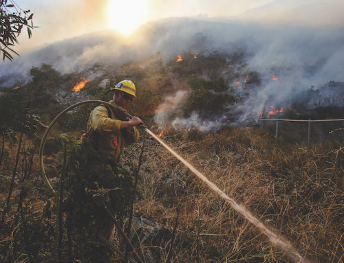 Trump to merge wildland firefighting programs