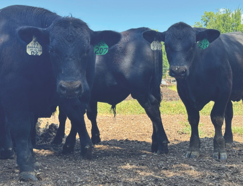 Ranchers say expanding herds to capitalize on record retail beef prices isn’t so simple