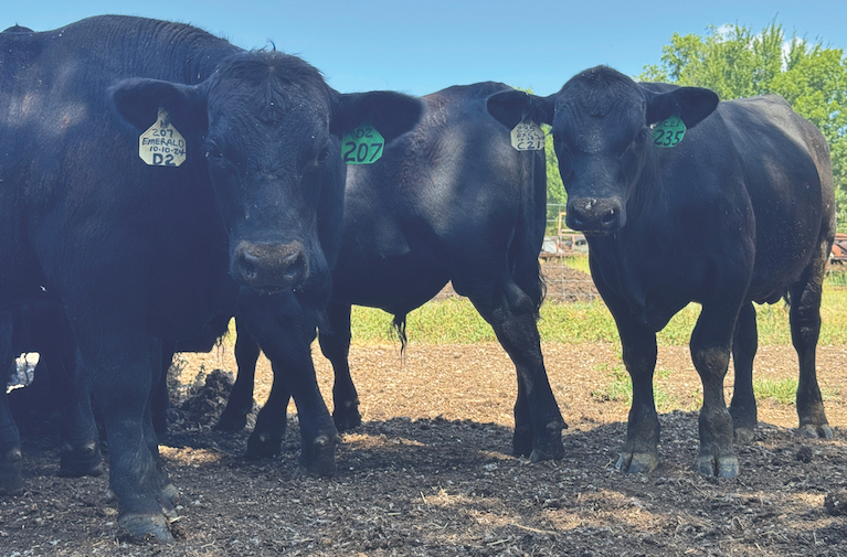 Beef Prices