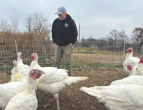 Despite higher wholesale turkey costs, most retailers haven’t hiked prices